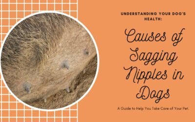 Learn the Causes of Sagging Nipples in Dogs | Updated 2024